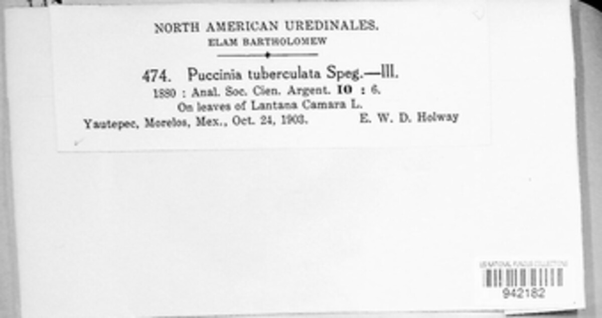 Puccinia tuberculata image